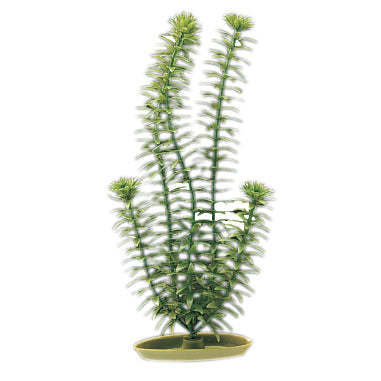 Aquascaper Anacharis Medium 8 in – Reptilian Arts