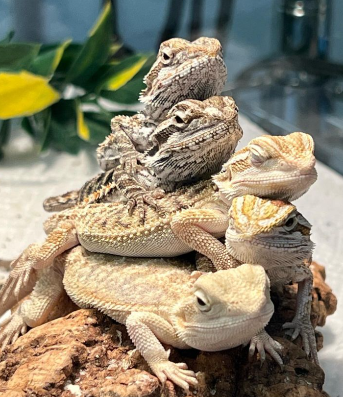 Bearded Dragon