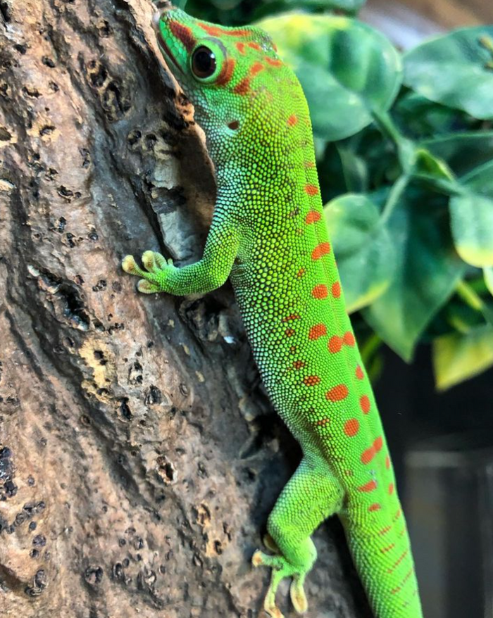 Giant green day gecko