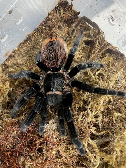 Yucatan Rust-rump – Reptilian Arts