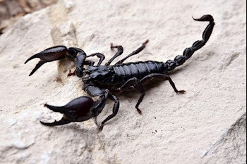 Laotian Black Forest Scorpion