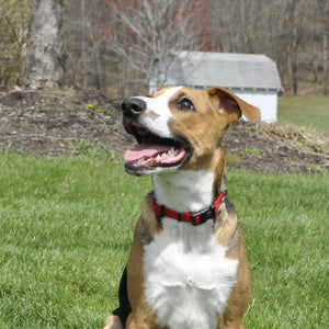 Coastal Adjustable Nylon Dog Collar with Plastic Buckle Red 3/4 In X 14-20 in