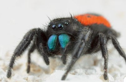Western Red-Back Jumping Spider