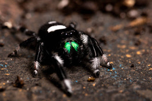 Regal Jumping Spider