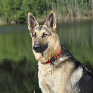 Coastal Adjustable Nylon Dog Collar with Plastic Buckle Red 3/8 In X 8-12 in