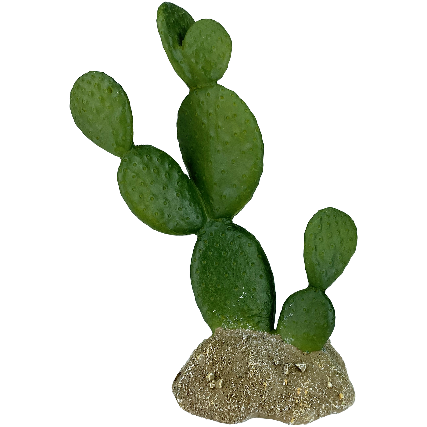 prickly pear cactus for bearded dragons Prickly Pear Cactus – Reptilian Arts