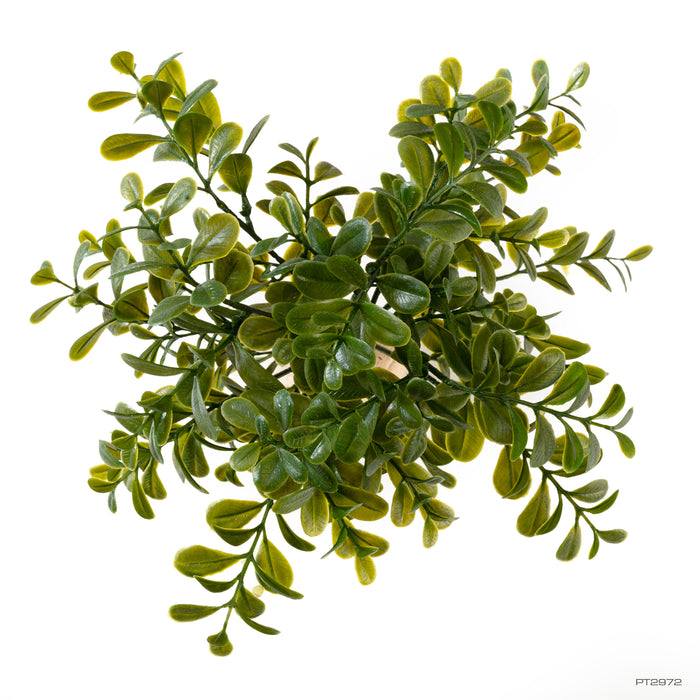 Exo Terra Calcarea Boxwood Ground Cover