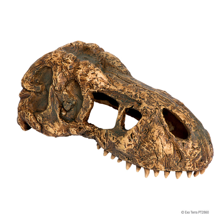 Exo Terra T-Rex Skull (Small)