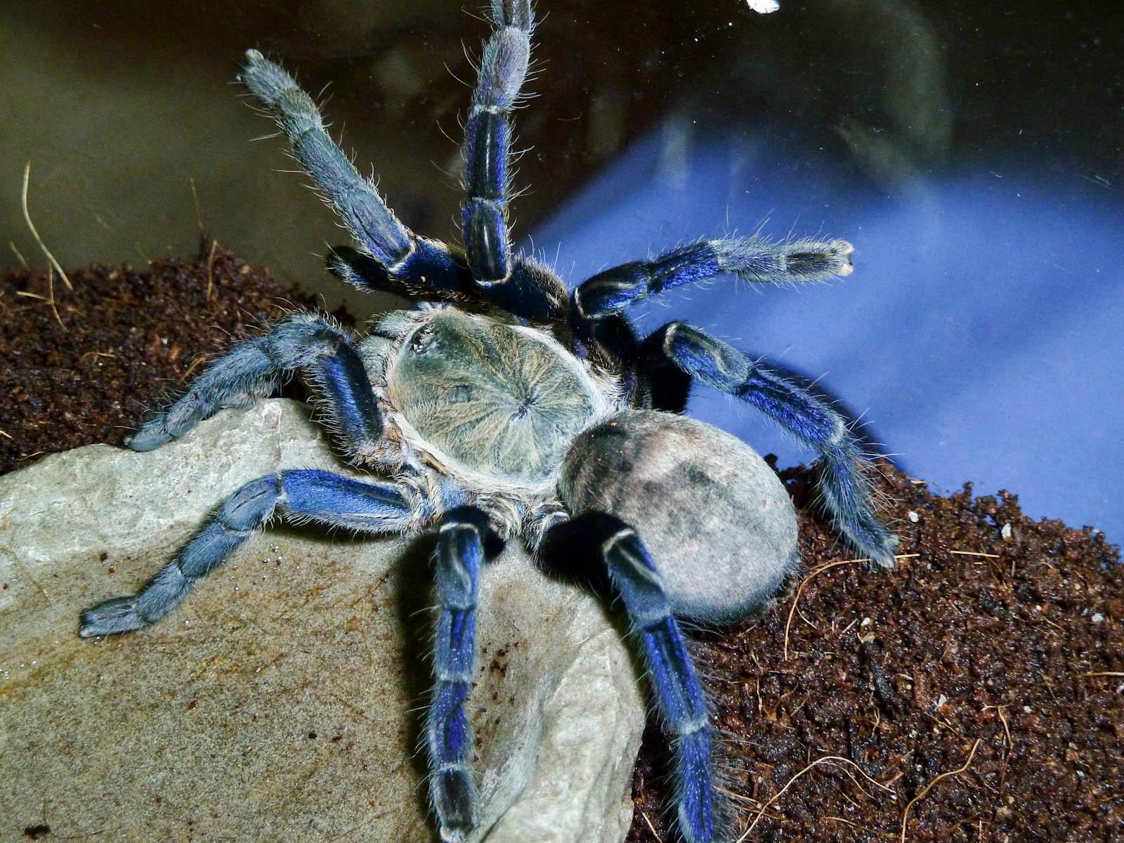 What is a Cobalt blue tarantula?. The cobalt blue tarantula is a…, by  Zodiacpair