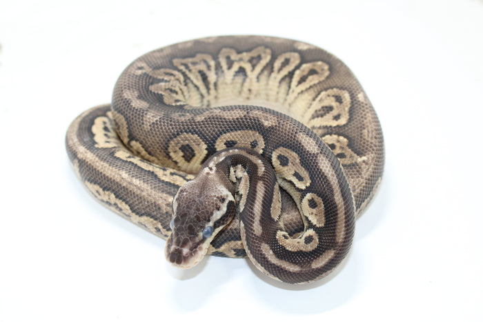 Black Pastel