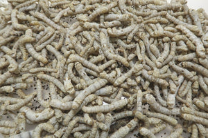 Bulk Silkworms