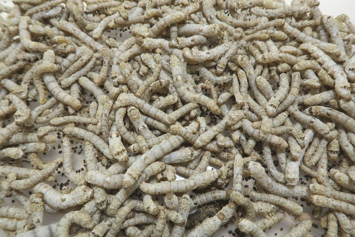 Bulk Silkworms