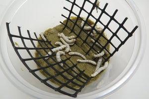 Silkworm Cup w/food
