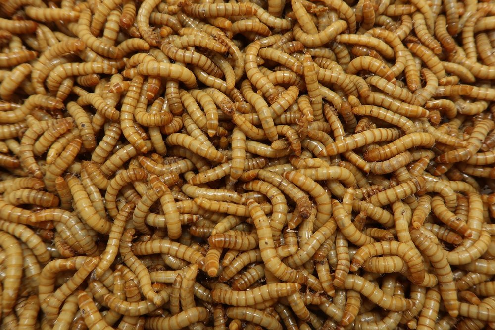 Space Coast Mealworms