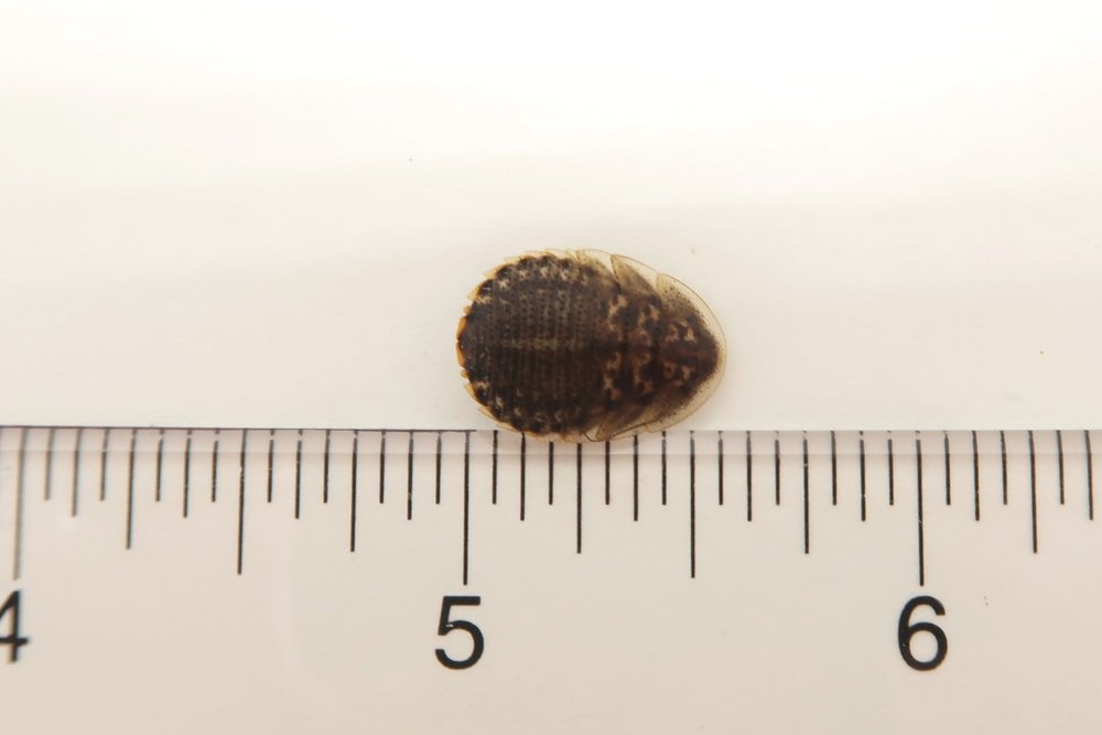 100+ Dubia Roaches – Live Feeder Insects For Reptiles – Free Shipping