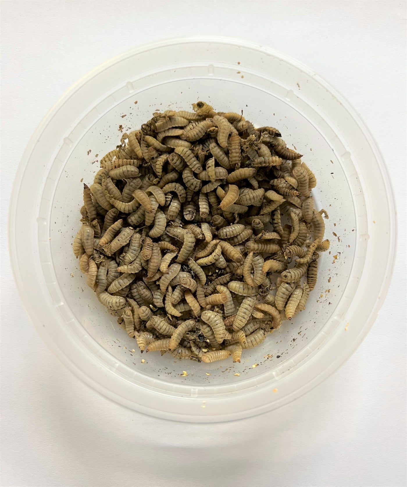 Black Soldier Fly Larvae Reptilian Arts Black soldier fly larvae reptilian arts