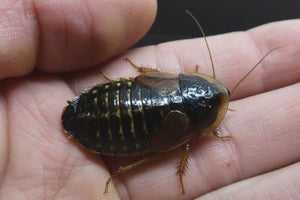 Adult Female Dubia Roaches