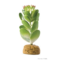Exo Terra Jade Cactus Terrarium Plant