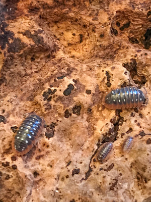 Clown Isopods- 6 Count