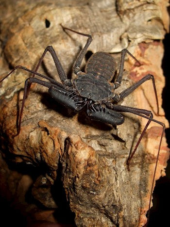 Giant Tailless Whip Scorpion
