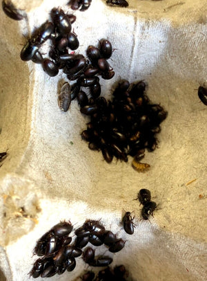Lesser Mealworms and Buffalo Beetles