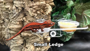 Small Suction Cup Gecko Ledge